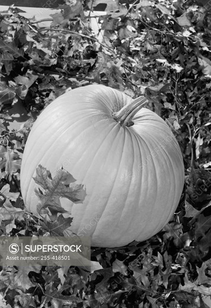 Stock Photo: 255-418501 Pumpkin with oak leaves around