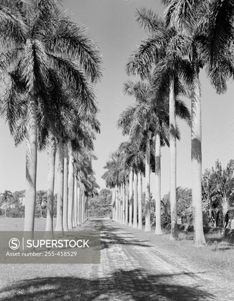 Stock Photo: 255-418529 USA, Florida road lined with Royal Palm trees
