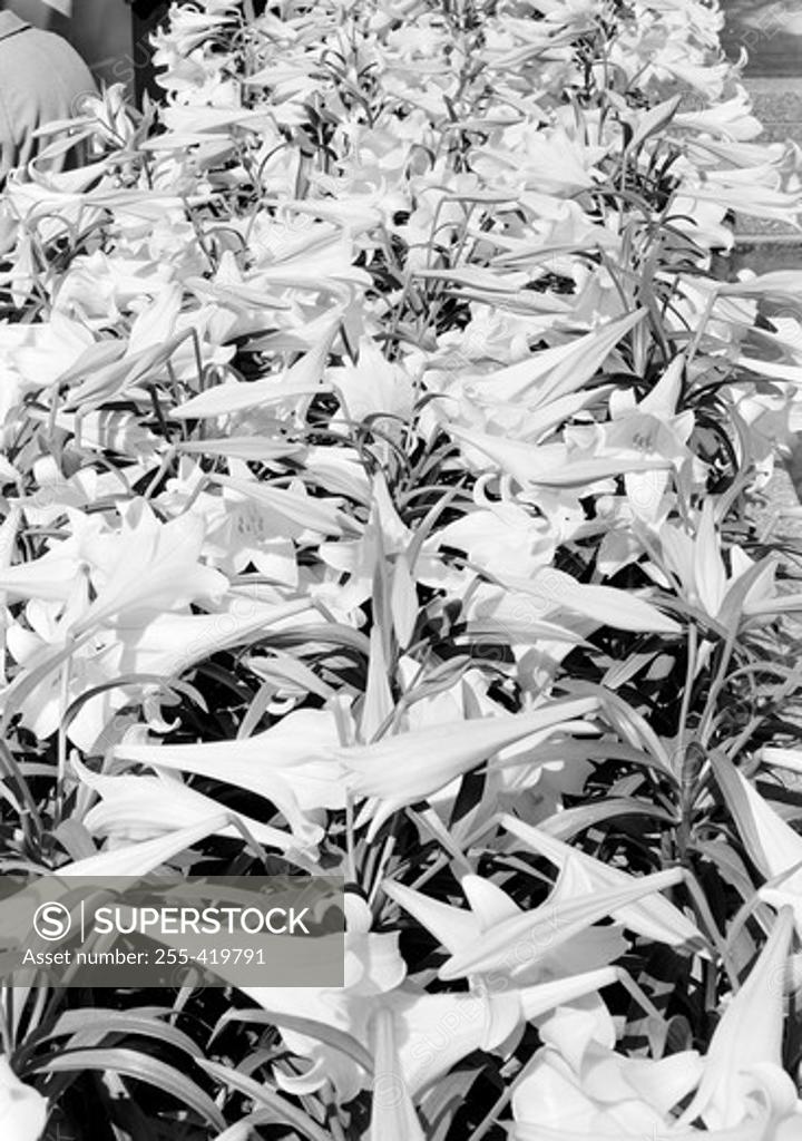 Stock Photo: 255-419791 Close up of flowerbed
