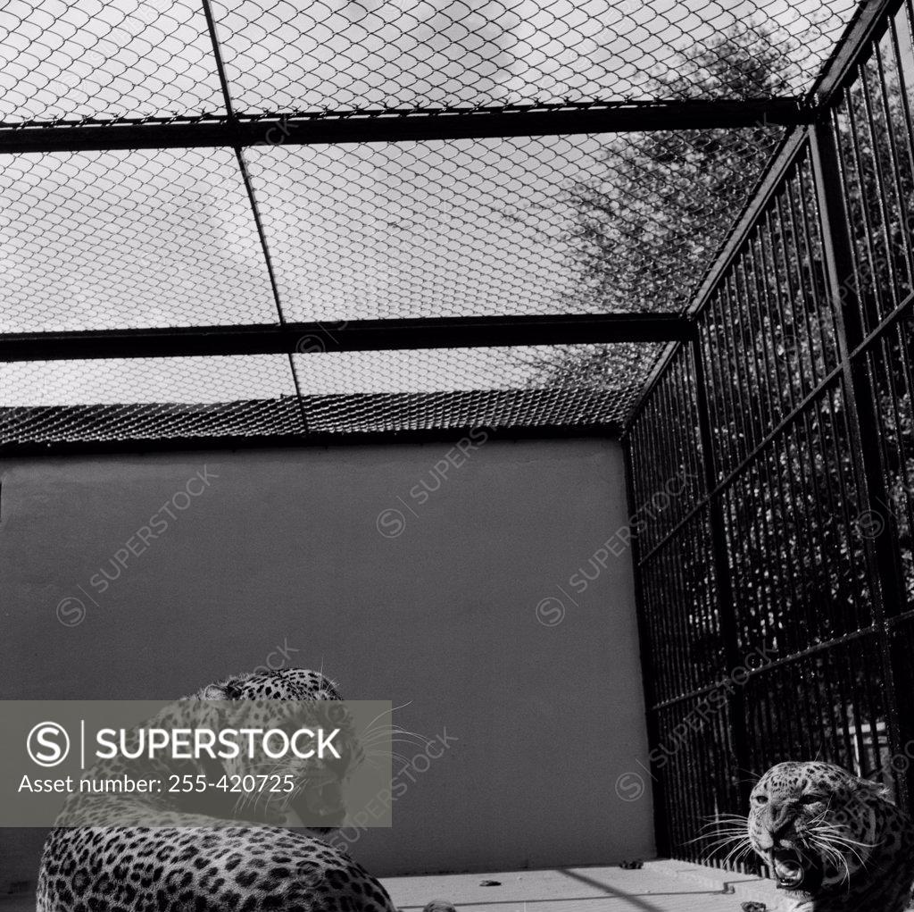 Stock Photo: 255-420725 USA, Louisiana, New Orleans, Leopards in Zoo