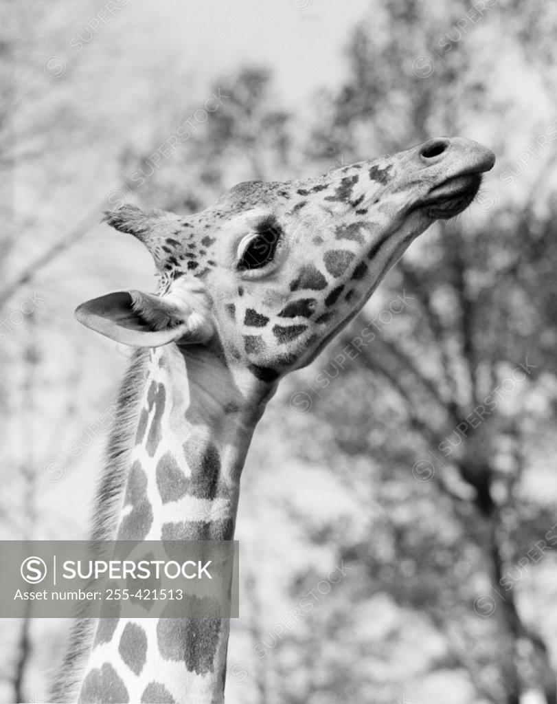 Stock Photo: 255-421513 Head of giraffe (Giraffa camelopardalis)