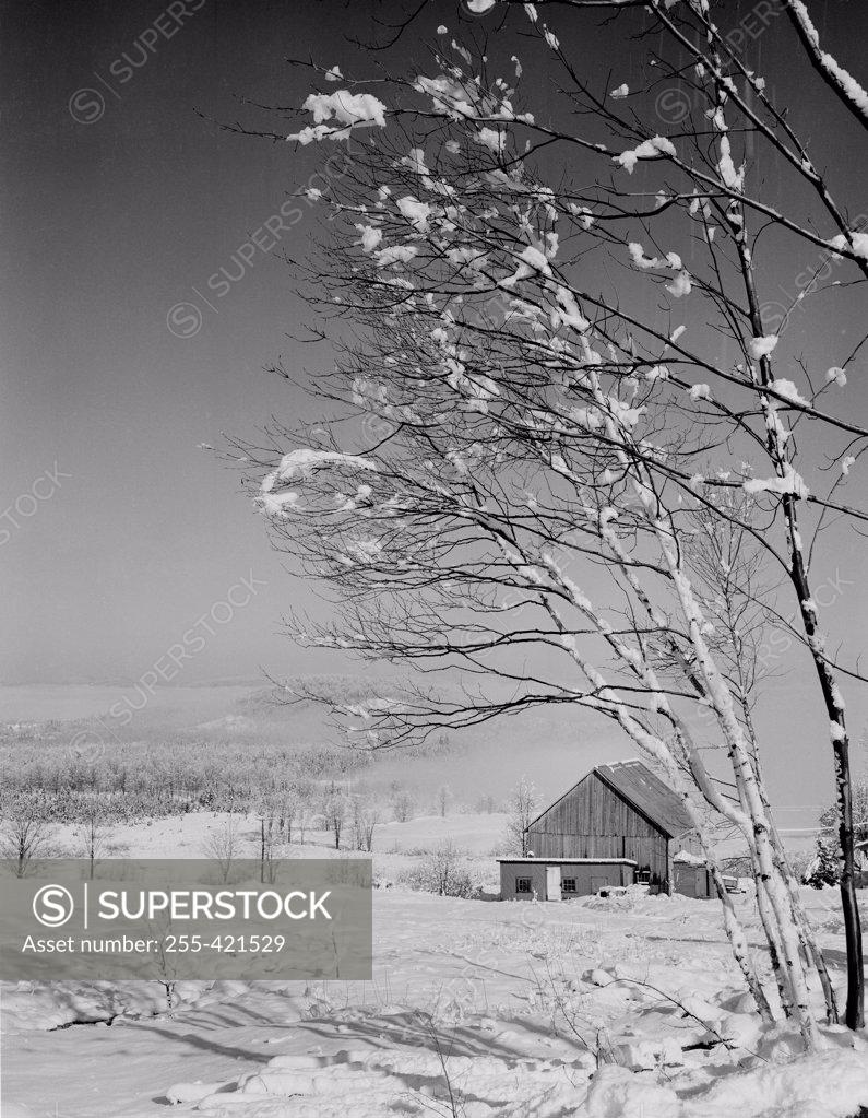 Stock Photo: 255-421529 USA, New Hampshire, Lancaster, birches with heavy snow and fog, barn in background