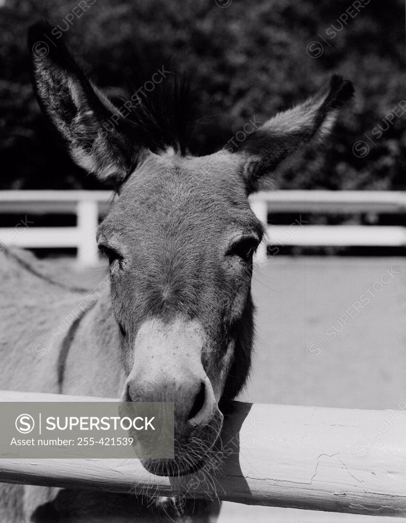 Stock Photo: 255-421539 Donkey (Equus africanus asinus) close-up