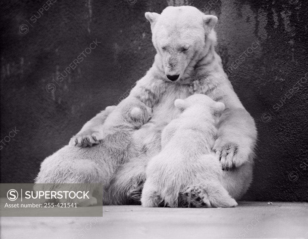Stock Photo: 255-421541 USA, Michigan, Detroit, zoo, female polar bear (Ursus maritimus) feeding her two cubs