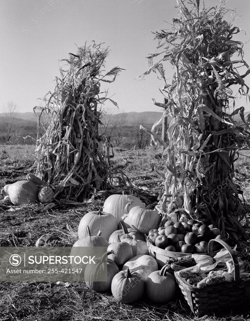 Stock Photo: 255-421547 Pumpkins and corn stacks with baskets of apples