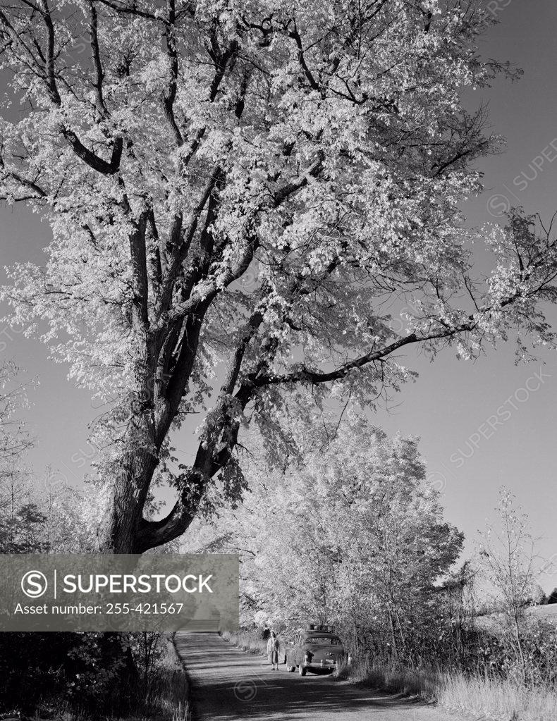 Stock Photo: 255-421567 USA, Vermont, near Peacham, giant elm tree and road