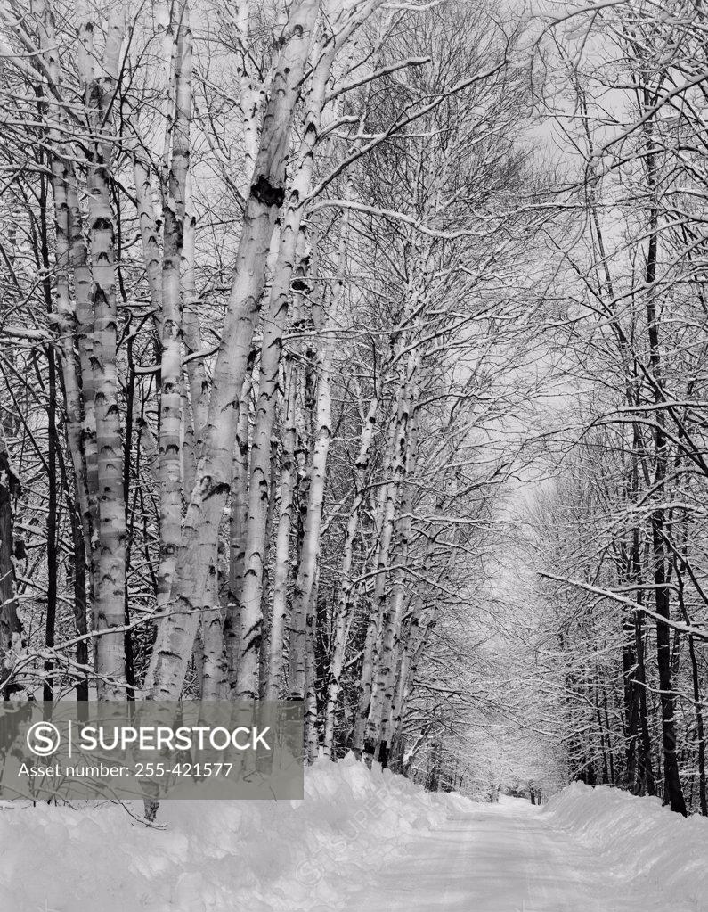 Stock Photo: 255-421577 USA, New Hampshire, Whitefield, birches and road in forest