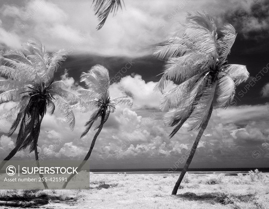 Stock Photo: 255-421591 USA, Florida, Florida Keys, infrared photograph of palm tree