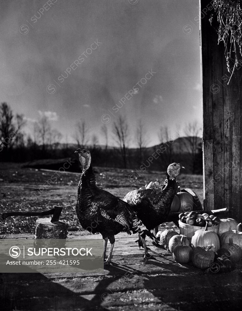 Stock Photo: 255-421595 USA, New Hampshire, Lancaster, two turkeys in barn doorway, chopping block and axe