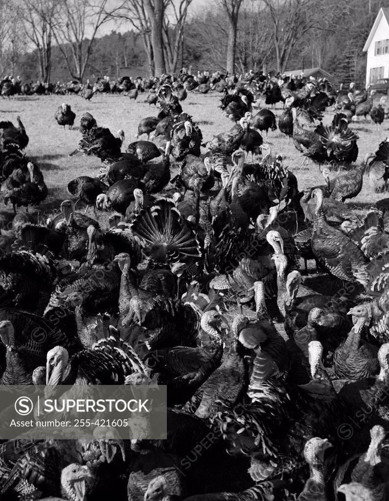 Stock Photo: 255-421605 USA, New Hampshire, near Grafton, flock of turkeys on farm
