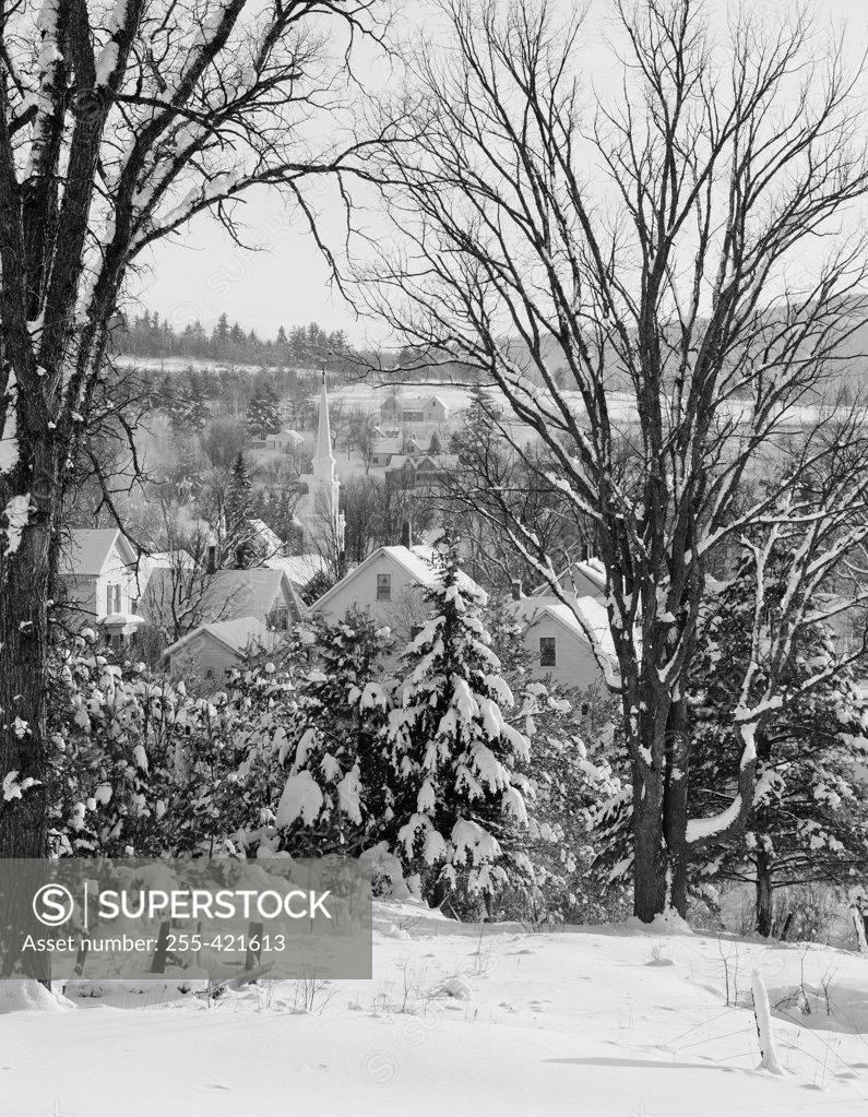 Stock Photo: 255-421613 USA, New Hampshire, village of Whitefield through Elm trees