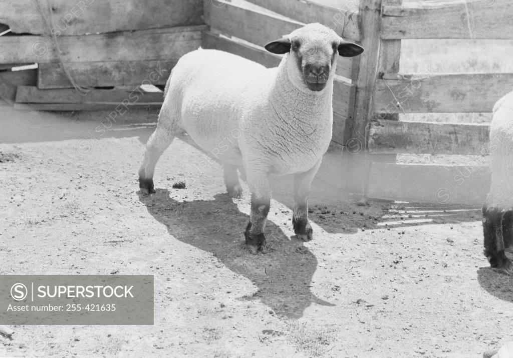 Stock Photo: 255-421635 Sheep standing in animal pen