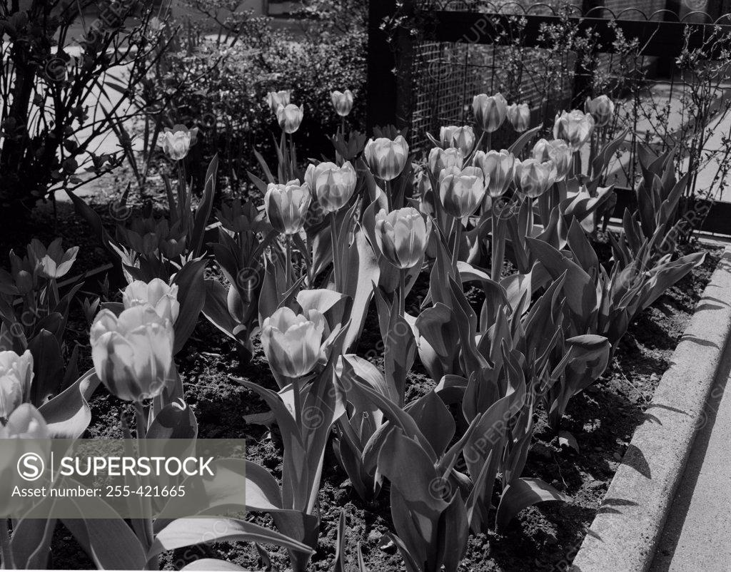 Stock Photo: 255-421665 Tulips flowering, high angle view