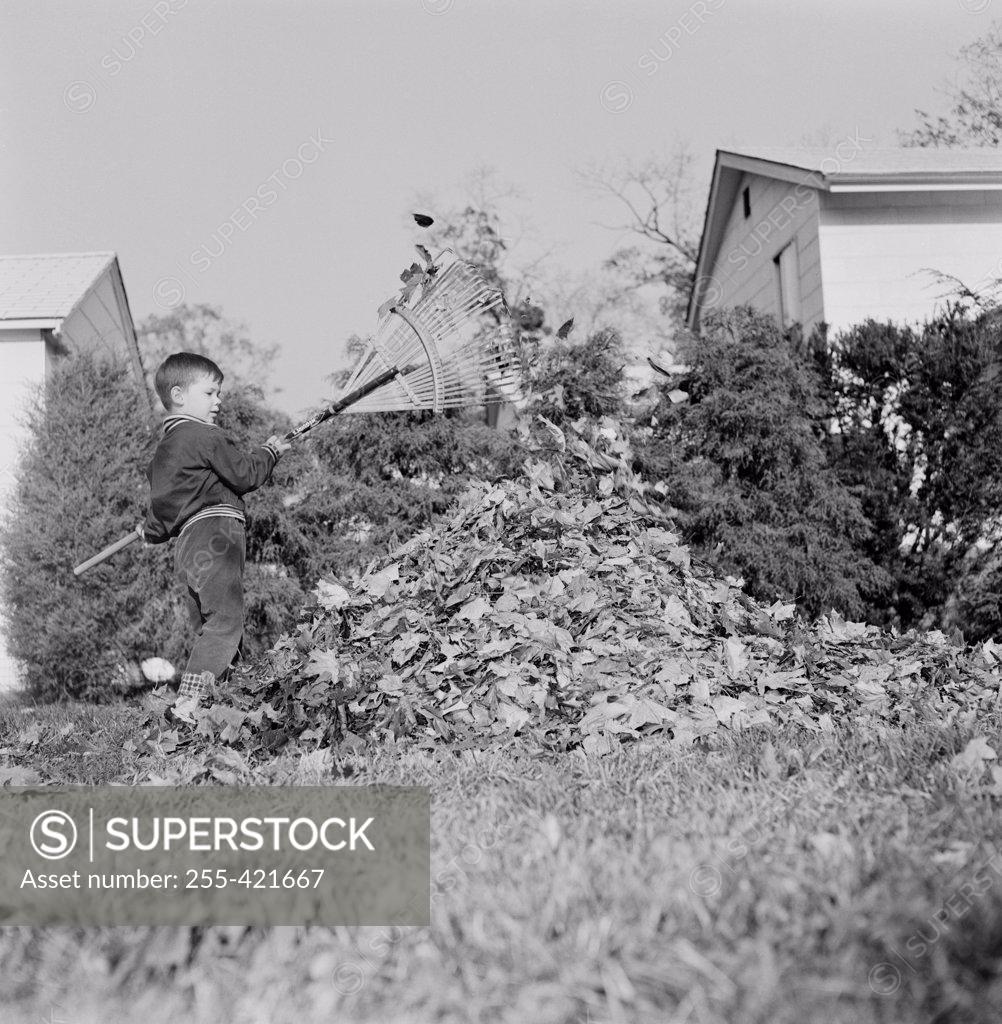 Stock Photo: 255-421667 Boy raking dead leaves in garden