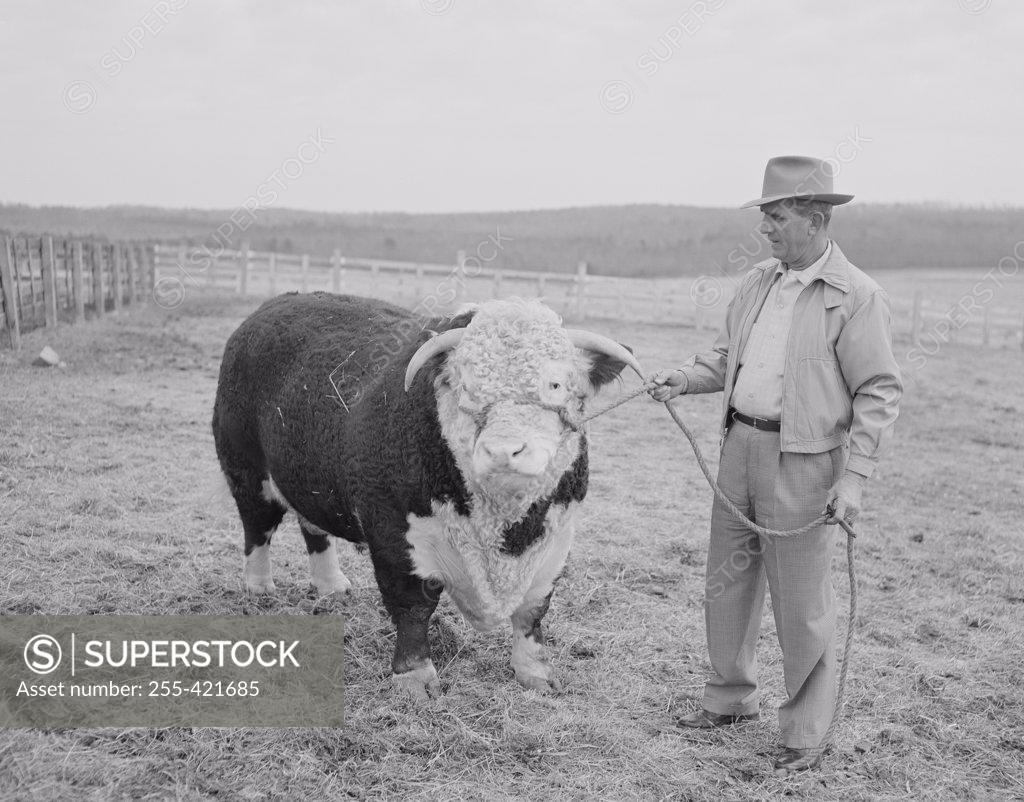 Stock Photo: 255-421685 Farmer holding bull