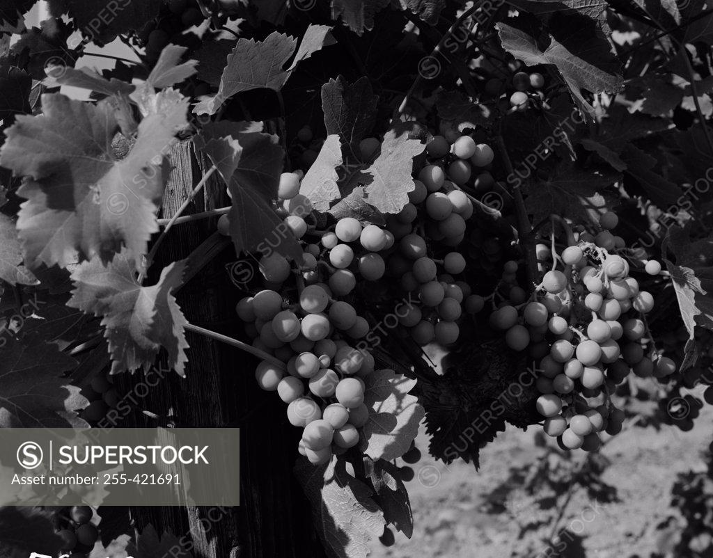 Stock Photo: 255-421691 Ripes of grapes