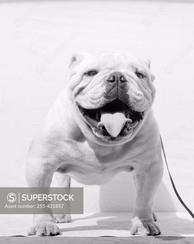 Stock Photo: 255-421857 Portrait of bulldog