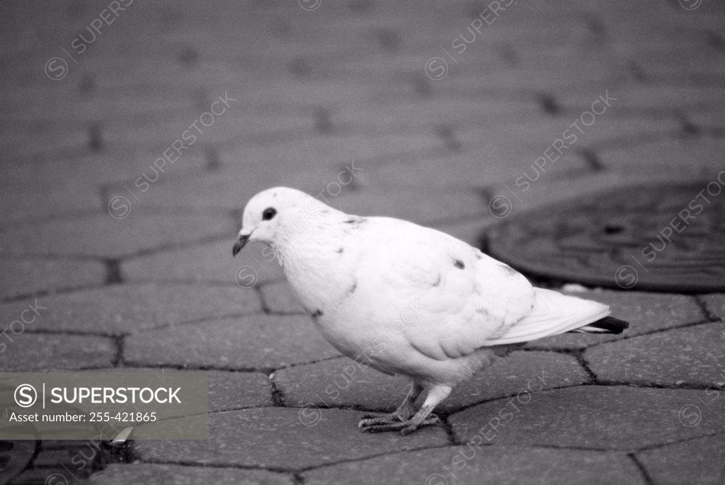 Stock Photo: 255-421865 Pigeon on sidewalk