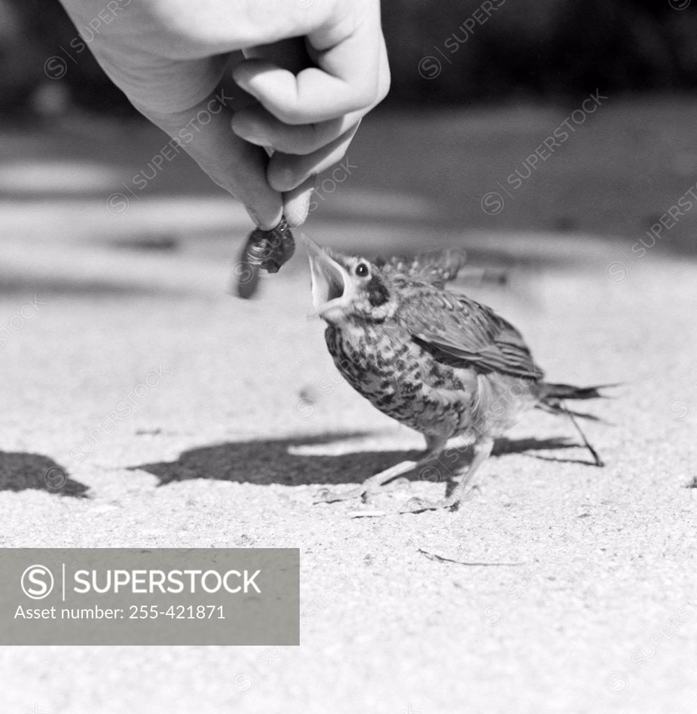Stock Photo: 255-421871 Person feeding bird