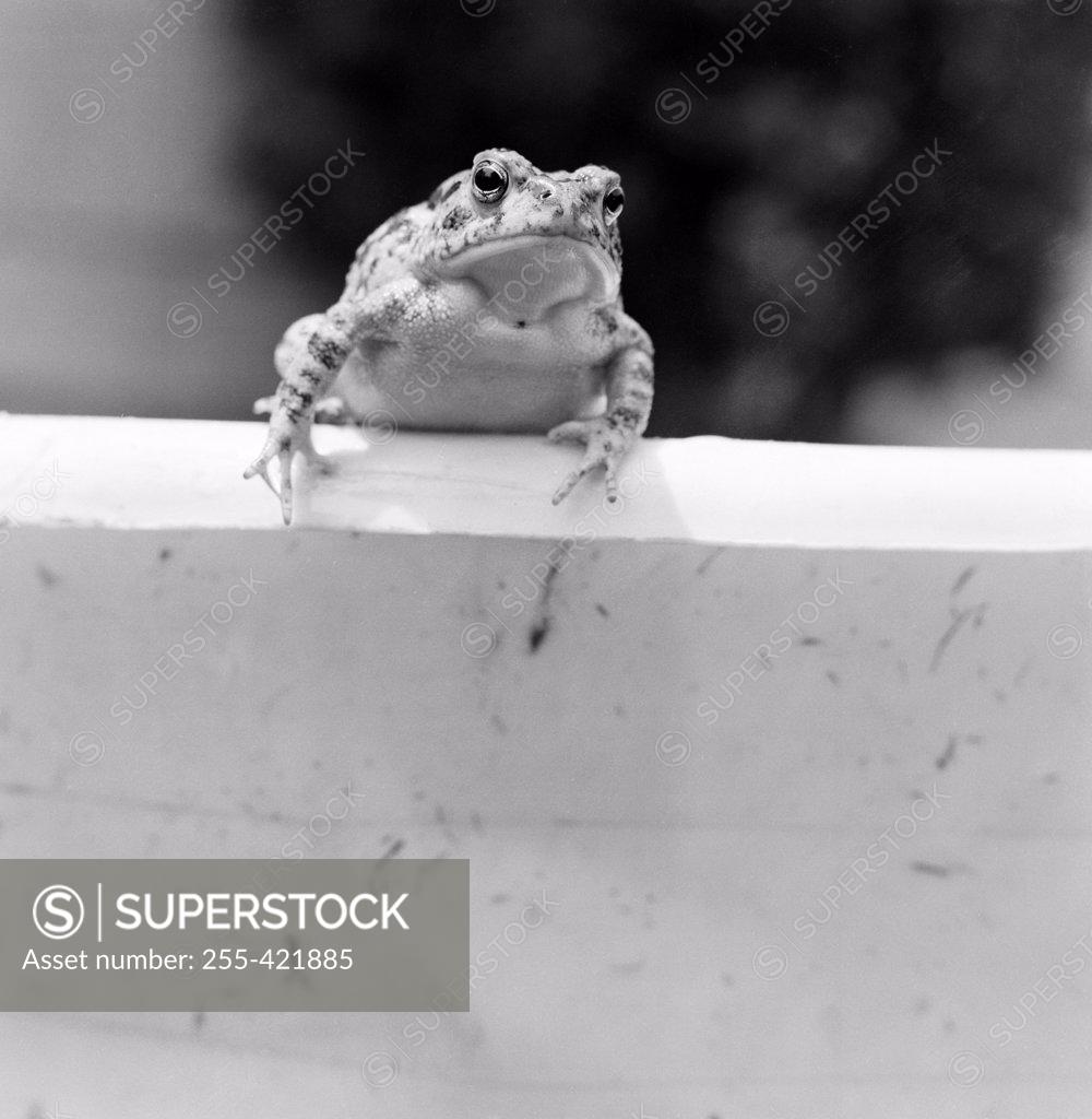 Stock Photo: 255-421885 Toad sitting on wall