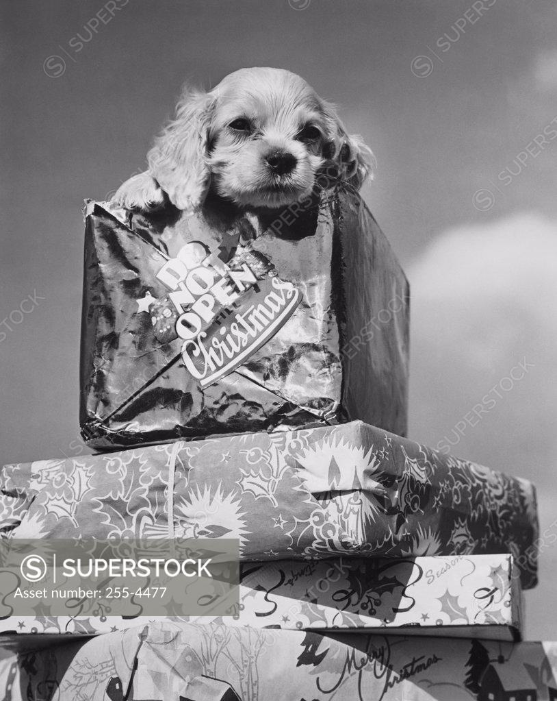 Stock Photo: 255-4477 Close-up of a puppy on a stack of Christmas presents
