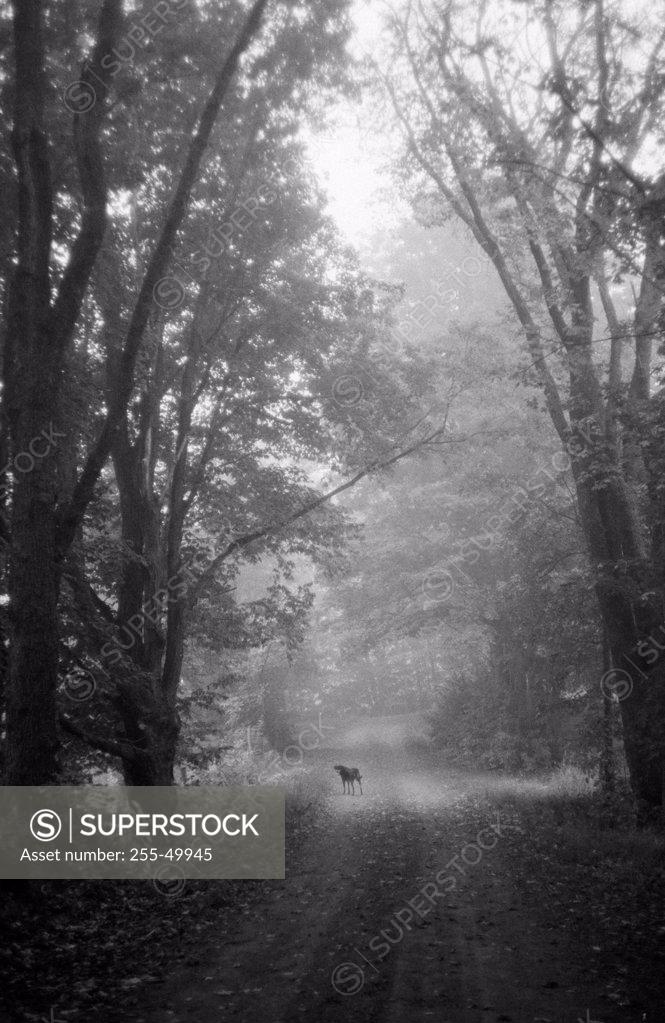 Stock Photo: 255-49945 High angle view of a dog standing in the woods on a path