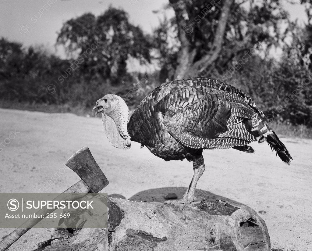 Stock Photo: 255-669 Side profile of a turkey and axe on a tree stump