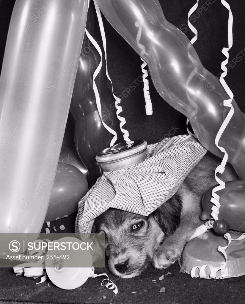 Stock Photo: 255-692 Puppy with ice pack surrounded by balloons