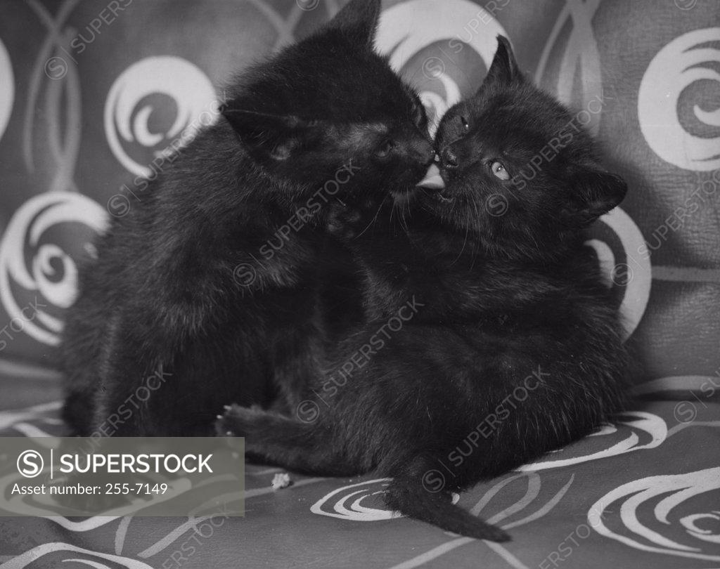 Stock Photo: 255-7149 Two black kittens playing