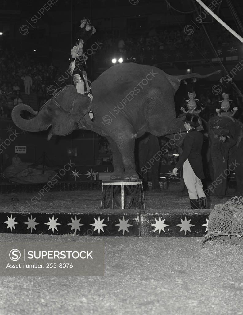 Stock Photo: 255-8076 Elephants performing in a circus