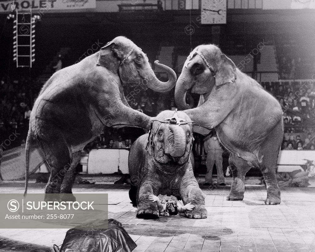 Stock Photo: 255-8077 Three elephants performing in a circus