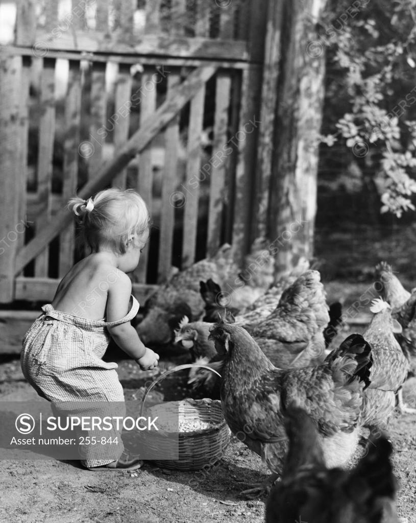 Stock Photo: 255-844 Side profile of a girl feeding chickens