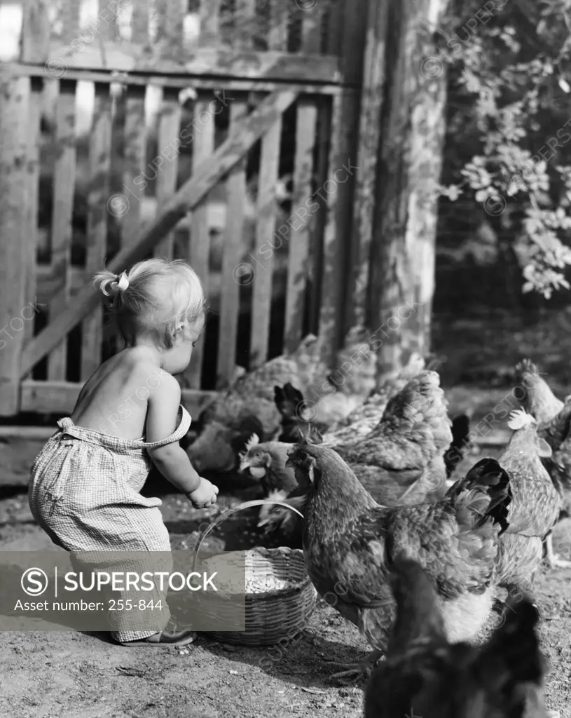 Side profile of a girl feeding chickens