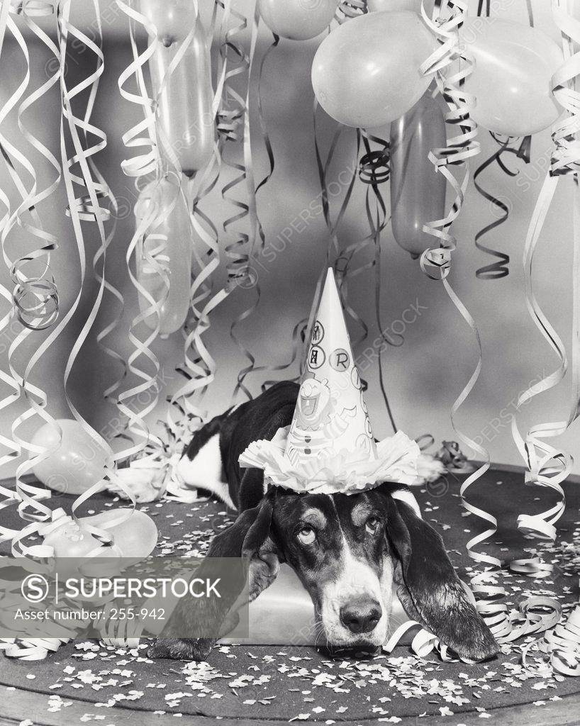Stock Photo: 255-942 Basset hound wearing a birthday hat
