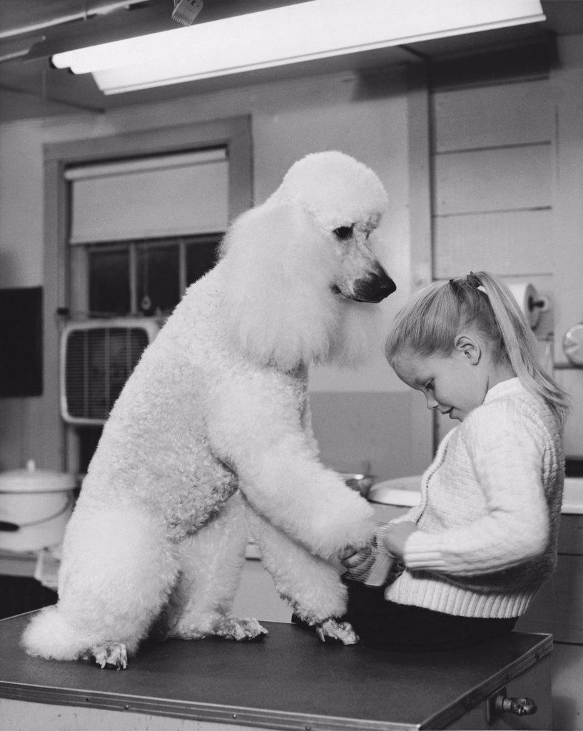 Girl trimming the nails of a French Poodle