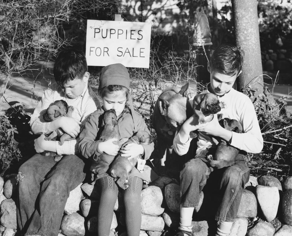 Three children with puppies on their laps