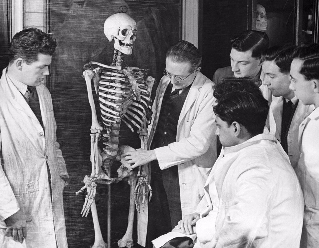 Teacher explaining the human skeleton system to students, University of Sheffield, England
