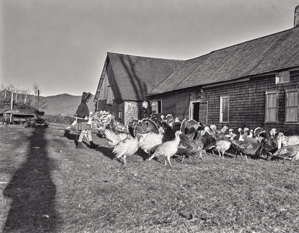 Looking over a flock of turkeys just before Thanksgiving at East Lancaster, New Hampshire. Woman in coat holding an ax.
