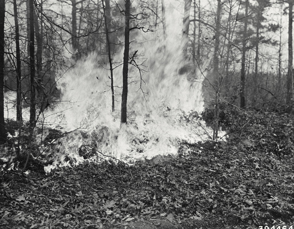 Extremely hot fire burning in litter and down brush in a young Hardwood stand Clark national Forest, Missouri