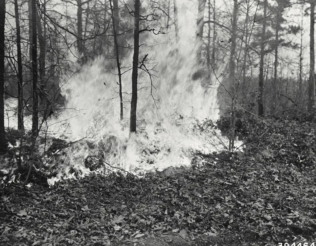 Vintage photograph. Extremely hot fire burning in litter and down brush in a young Hardwood stand Clark national Forest, Missouri