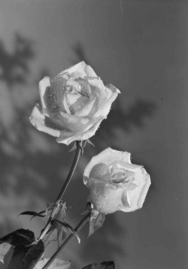 Pair of roses