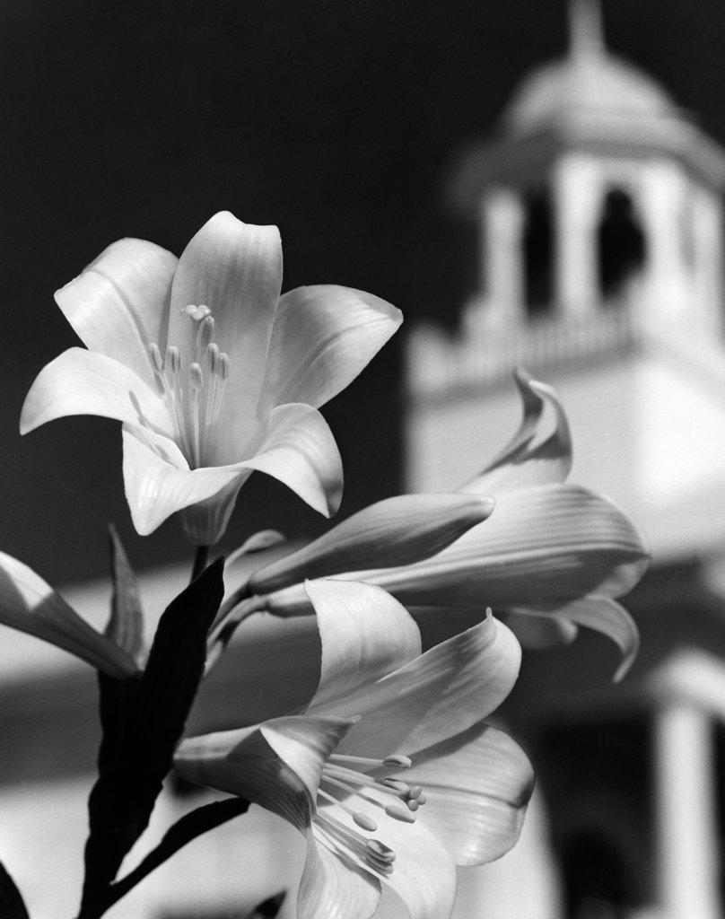 Close up of Easter Lilies blooming with clock tower in background