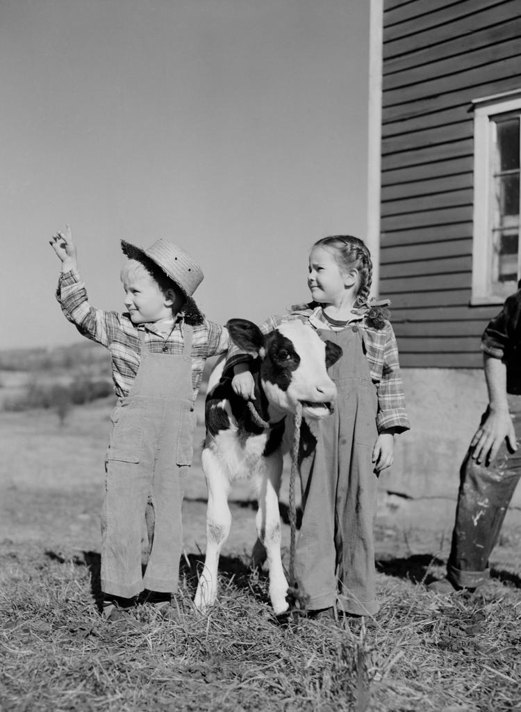Boy and girl standing with calf on farm