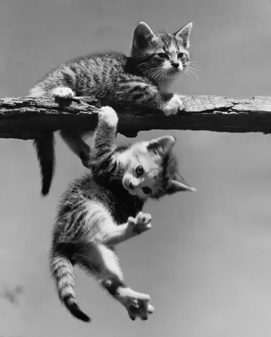 Two kittens playing on railing