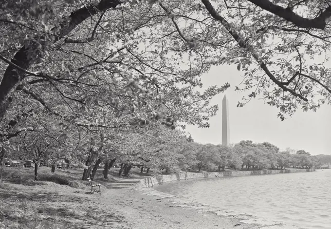 Vintage photograph. Washington Monument through the trees bordering the Tidal Basin