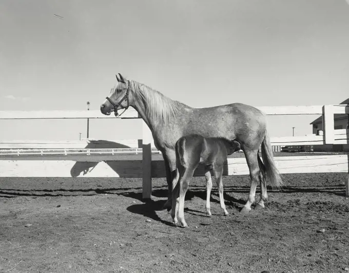 Vintage photograph. horse nursing its colt