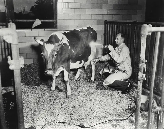 Vintage photograph. Spraying cow with fly repellent insecticide
