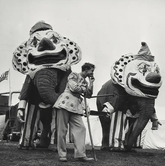 Vintage photograph. Bulls wearing clown heads for grand parade
