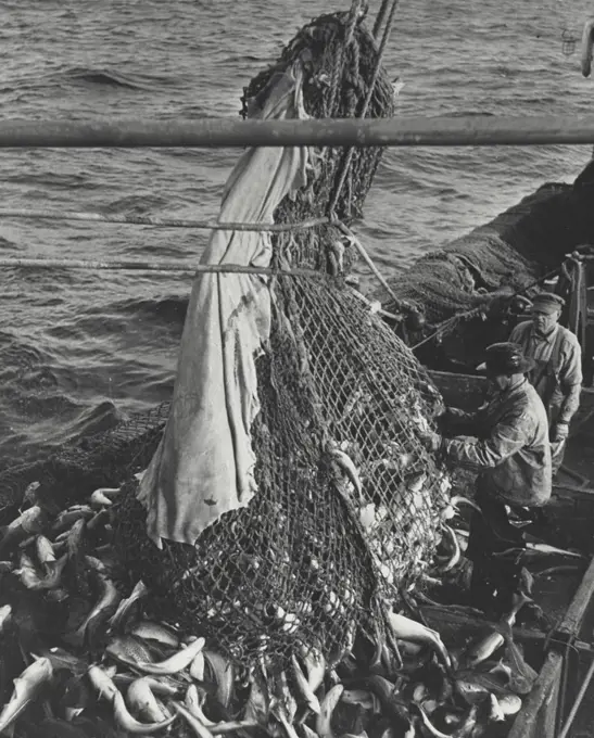 Vintage photograph. Trawler net releasing catch of fish onto checkerboard