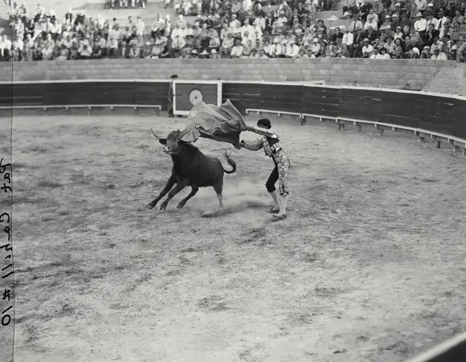 Vintage photograph. Bull fight with matador
